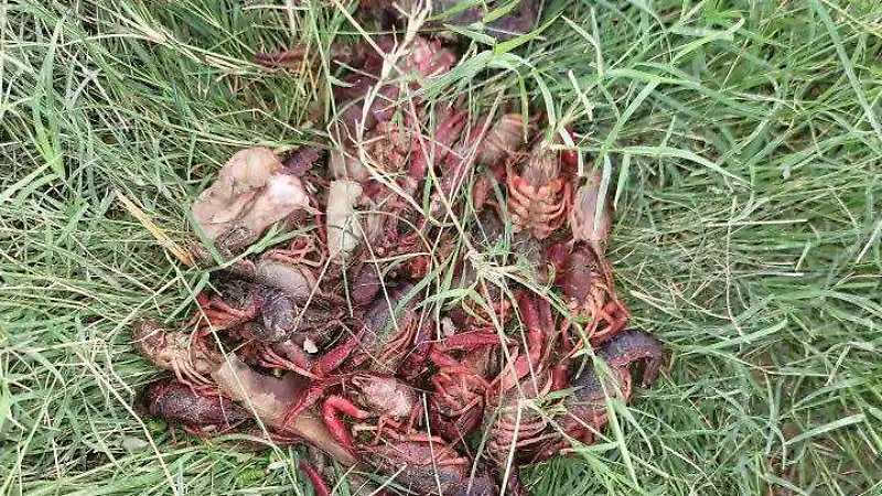 Langostinos en el Río Bravo